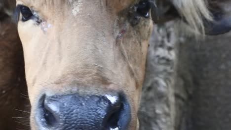una vaca mira a la cámara fuera de su corral