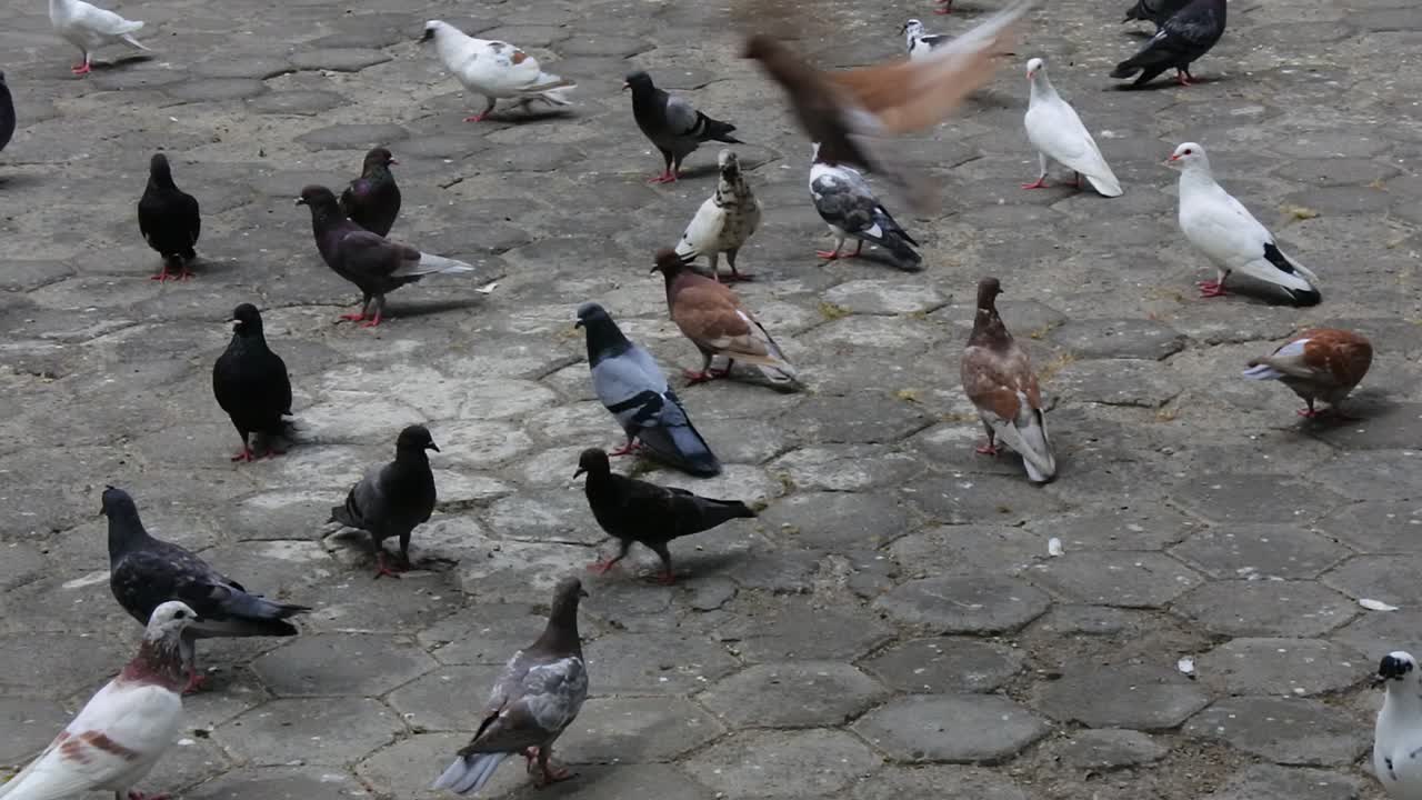 포장 마루 위를 걷는 수십 마리의 비둘기