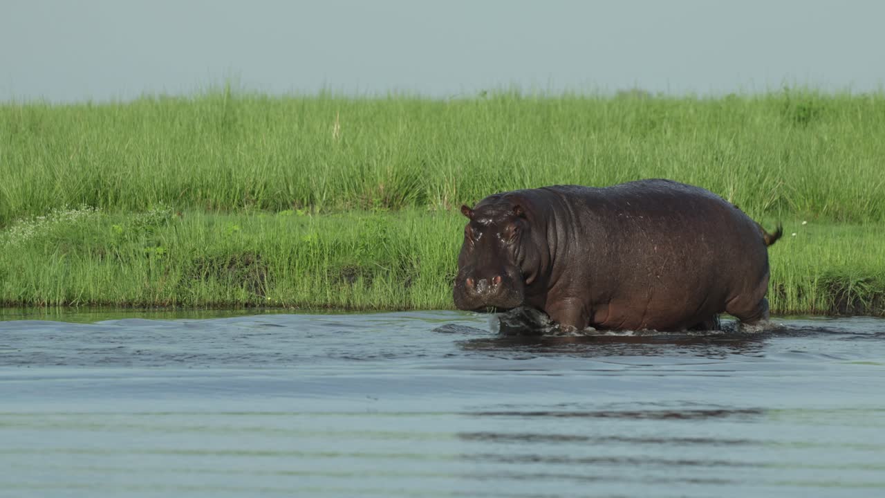 Plano panorámico de un hipopótamo macho caminando en el agua, Parque Nacional de Chobe. Preciosos pastizales frescos y cielo azul al fondo.