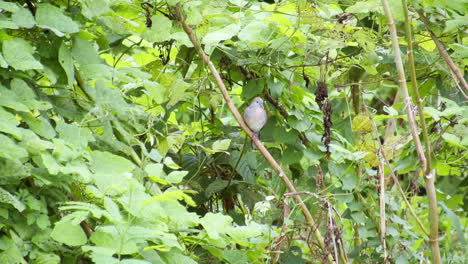 A-lone-zebra-dove-Geopelia-striata-is-resting-on-a-tiny-twig-in-the-middle-of-the-bushes-and-vines-in-an-abandoned-lot-in-Bangkok,-Thailand