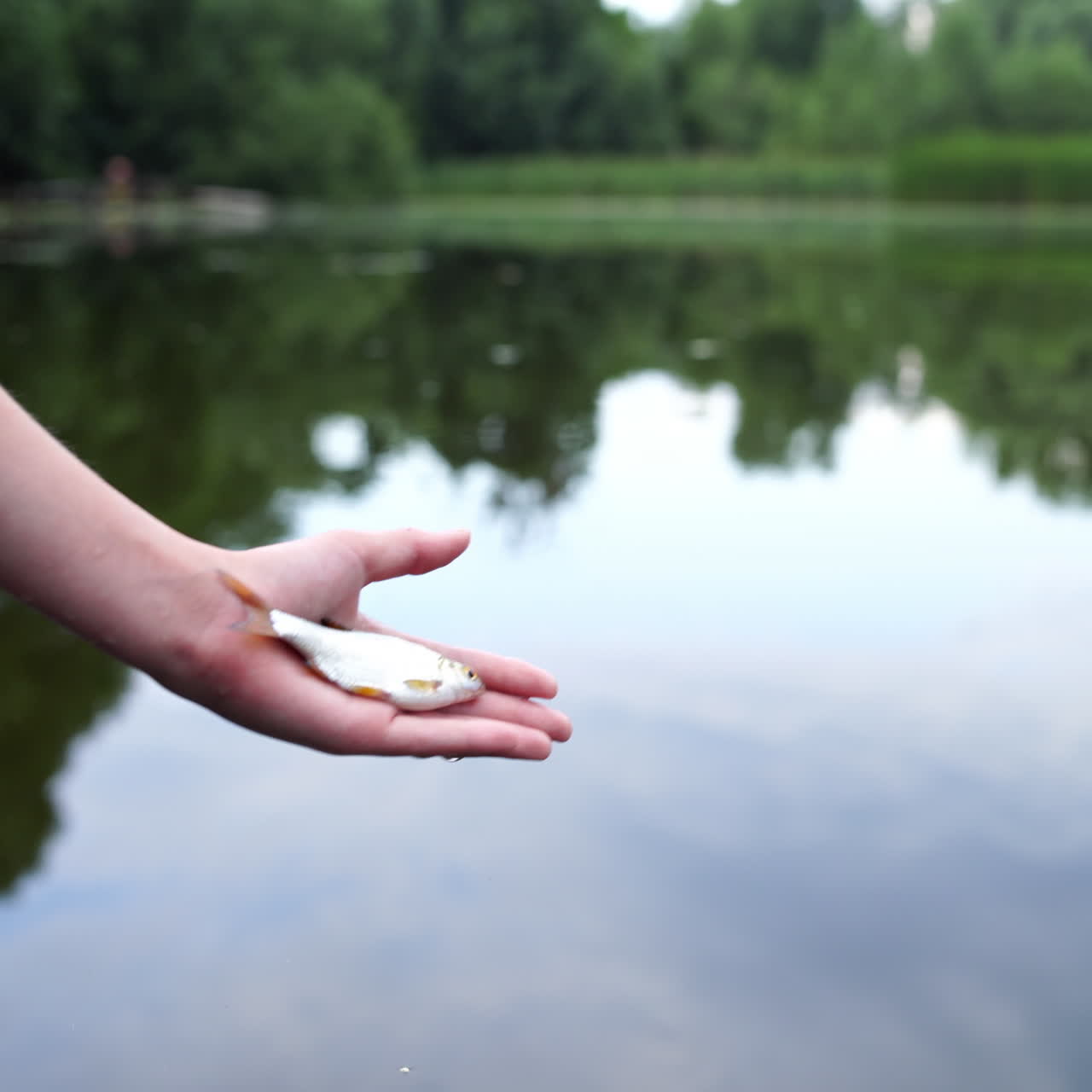 Fish on man's palm over the river background with green trees reflection on water. Hand holding a fish and trying to let fish down into the lake in summer.