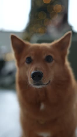 finnish spitz dog in a cozy christmas setting