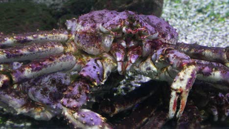 closeup footage of a crab under water