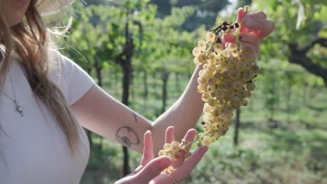 niña sosteniendo un racimo de uvas verdes en un viñedo en italia - de cerca