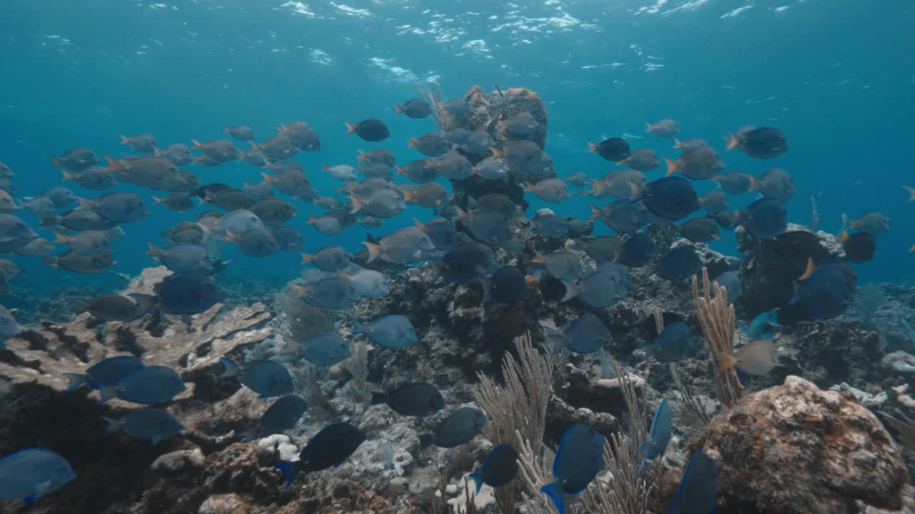 School of Surgeonfish Swimming Near Coral Reef with Diver in Background — Graceful Tropical Fish Moving Through Scenic Underwater Habitat — Filmed in Crisp 4K 60 FPS for Stock Footage