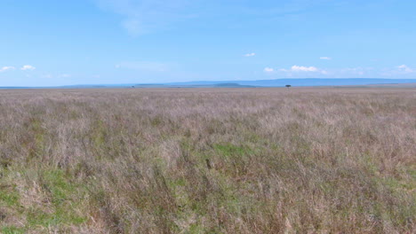 Aerial-of-African-savannah-and-acacia-tree-during-sunny-day