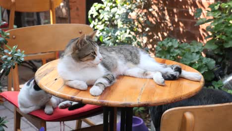 cats relaxing at an outdoor cafe