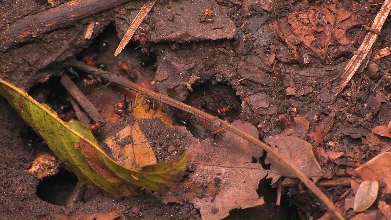 Teams of ants work in and around the colony entrance