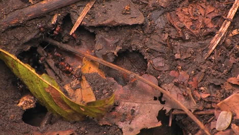 Teams-of-ants-work-in-and-around-the-colony-entrance