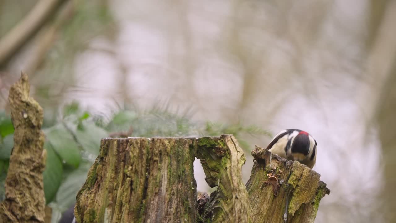 Great spotted woodpecker resting against tree bark in forest of Drenthe