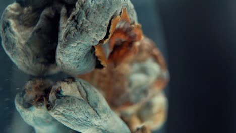 A-Macro-vertical-cinematic-shot-of-a-magical-psychoactive-psilocybin-hallucination-dried-mushroom-with-a-yellow-red-cap,-on-a-rotating-reflecting-stand,-studio-lighting,-Full-HD,-slow-motion-120fps