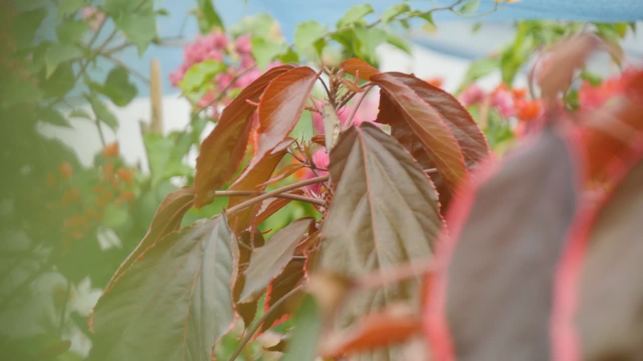 Beautiful plants swaying gently in the breeze.