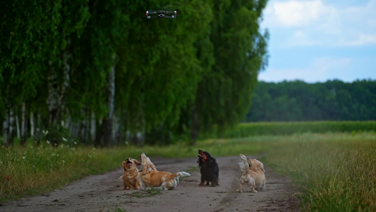 Beautiful dogs outdoors. Funny domestic animals barking on the drone flying over the pets on green nature background.
