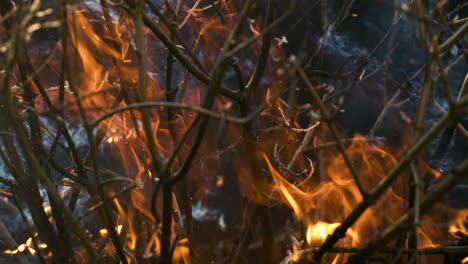 forest fire in close-up. the branches of shrubs and trees are burning and smoking. wildfires caused by arson or nature. shot on super slow motion camera 1000 fps.