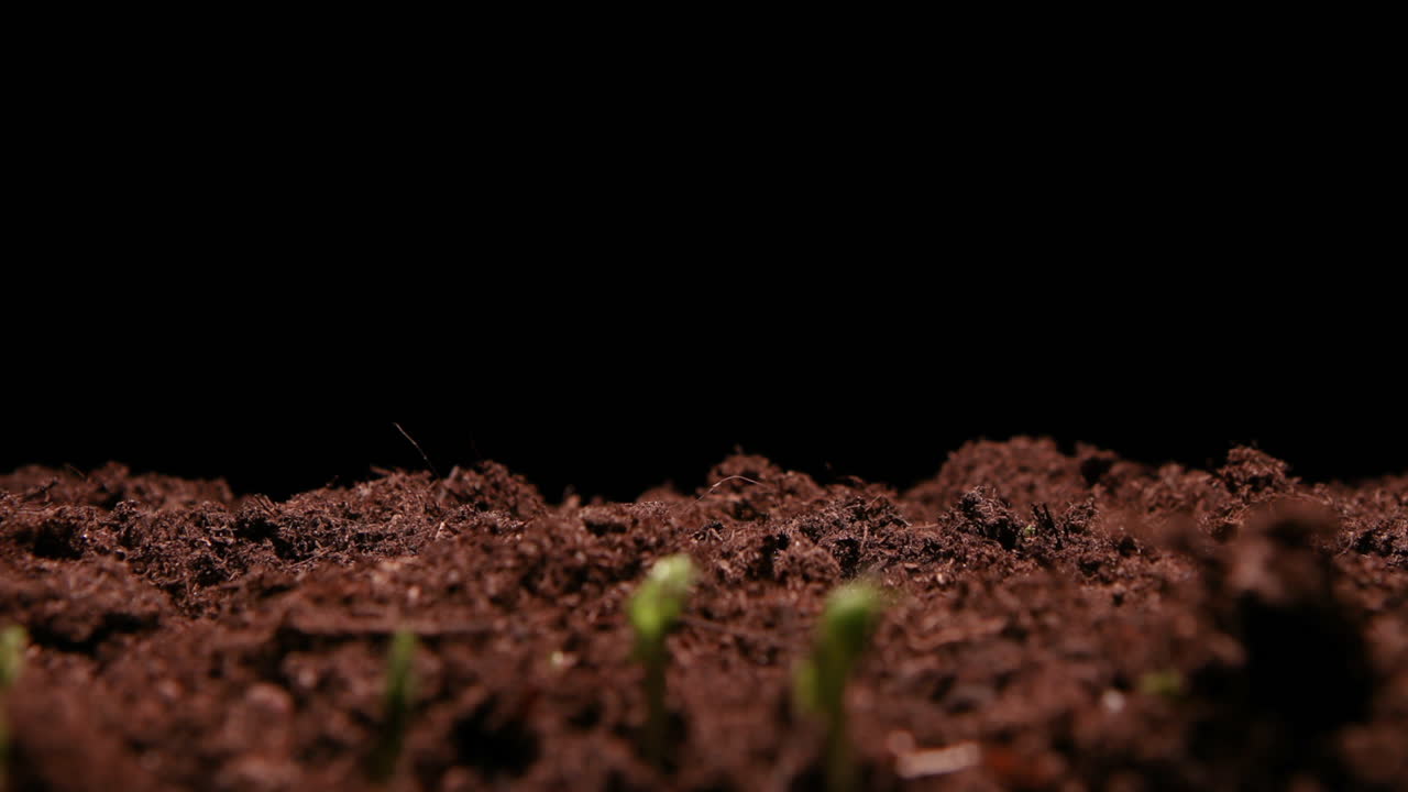 TIME LAPSE - Piselli che germogliano nel terreno, in studio, sfondo nero, ampia panoramica a destra.