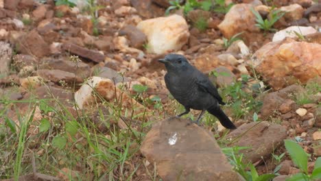 Rusty-blackbird-in-forest-finding-for-food-