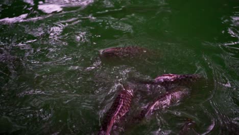 imágenes de peces koi alimentándose de la superficie de un lago