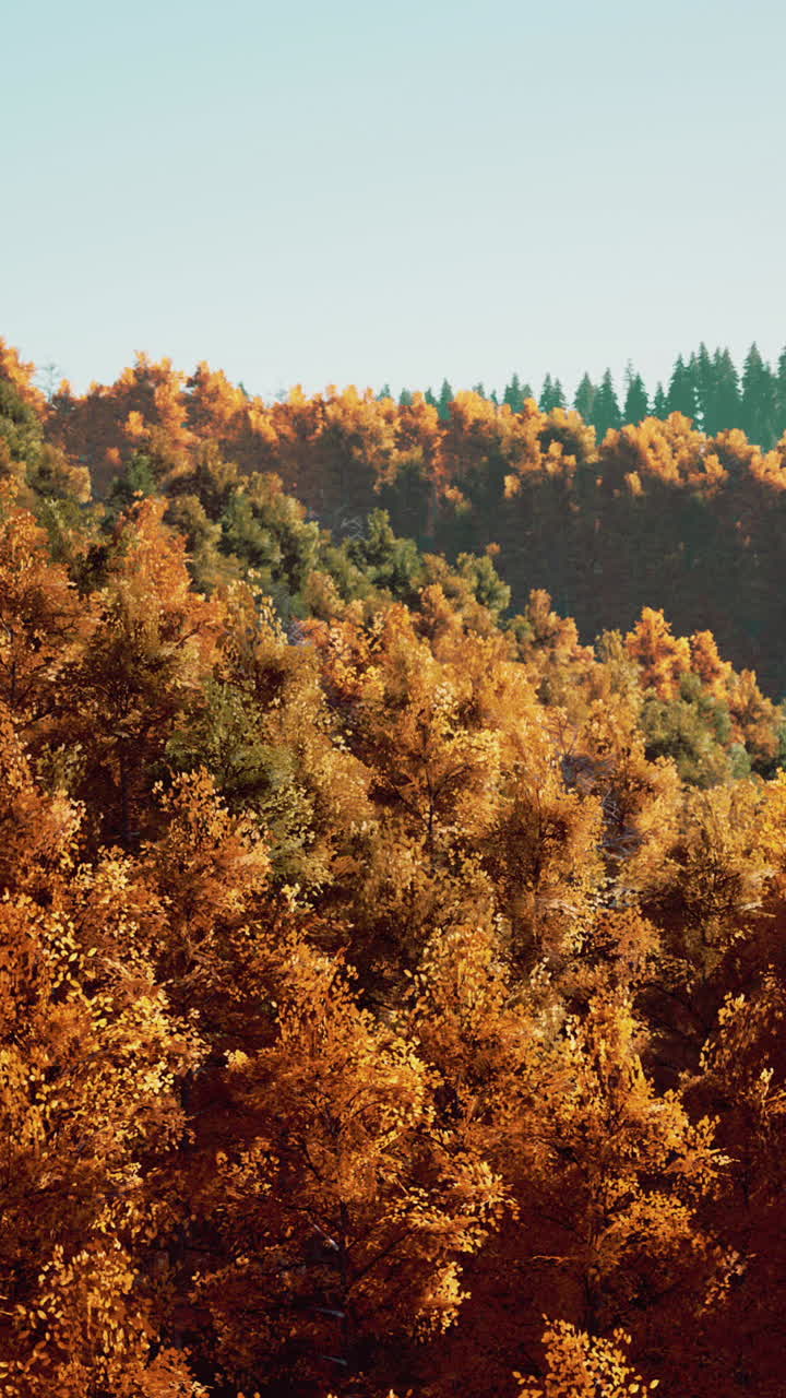 paisaje de bosque de otoño