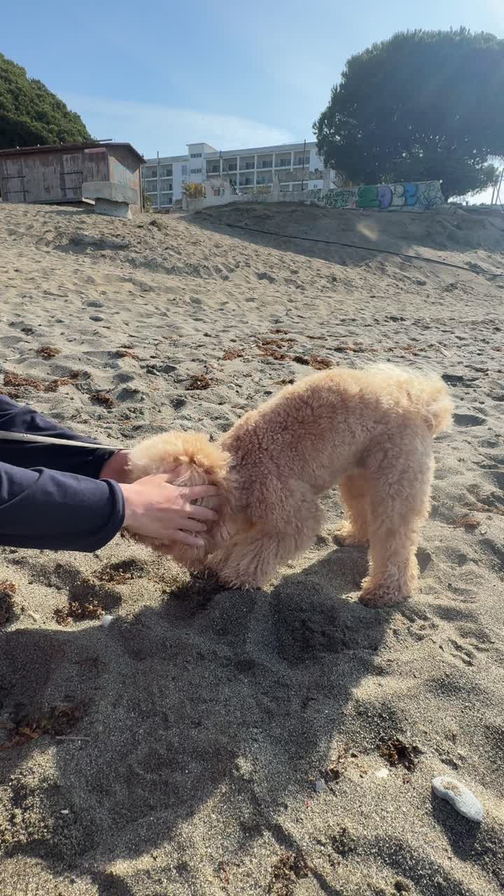 해변에서 푸들과 놀고 있는 여자