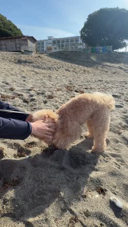 mujer jugando con su caniche en la playa