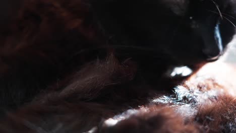 close up of black cat cleaning itself with focus on its fur