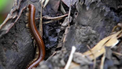 Macro-view-of-a-Centiped-walking-in-a-forest-in-Mondolkiri-in-Cambodia