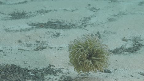 anémona nadadora inusual cae a lo largo de la arena en la corriente oceánica en busca de alimento