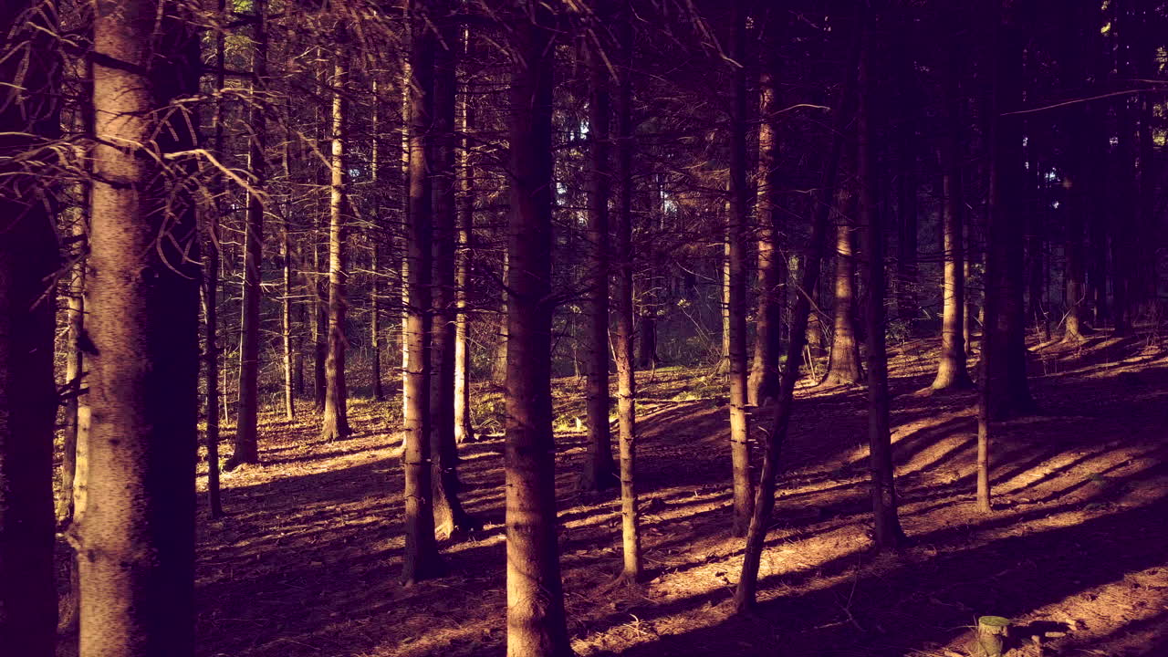 Droneflyvning gjennom mystisk skog – 4k.