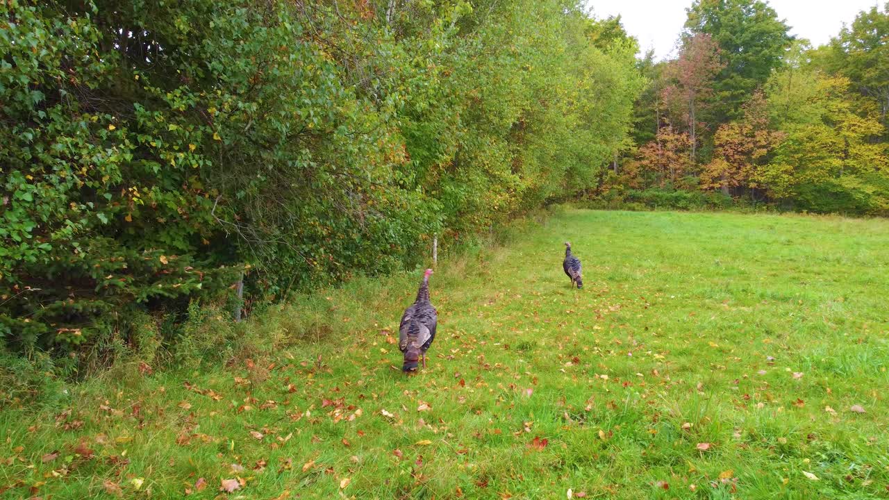 Wild turkeys display dominance behavior on autumn lawn as one spreads impressive tail feathers and wings to intimidate companion. Wildlife interaction showcases natural territorial instincts.