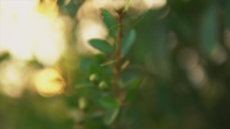 close up of a green tree branch