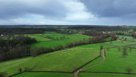 hermosos campos de hierba verde con vacas tiro aéreo francia día nublado