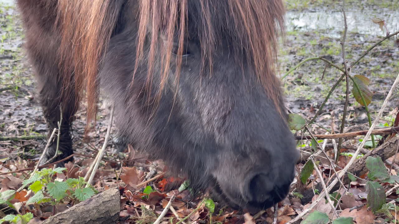 primer plano de un pony shetland comiendo hierba en el invierno, día de invierno brillante