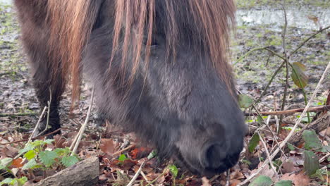 closeup shot of a shetland pony eating grass in the winter, bright winters day