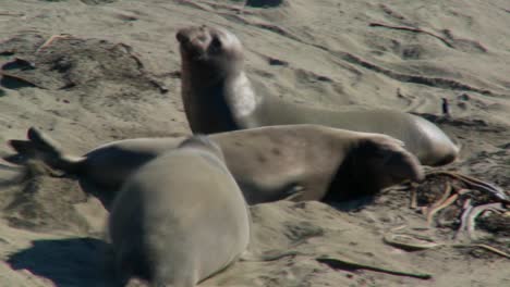 Los-Elefantes-Marinos-Pelean-En-Una-Playa