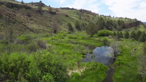 Willow-Creek-En-Oregon---Paisaje-Natural-Sereno-Con-Vegetación-Exuberante