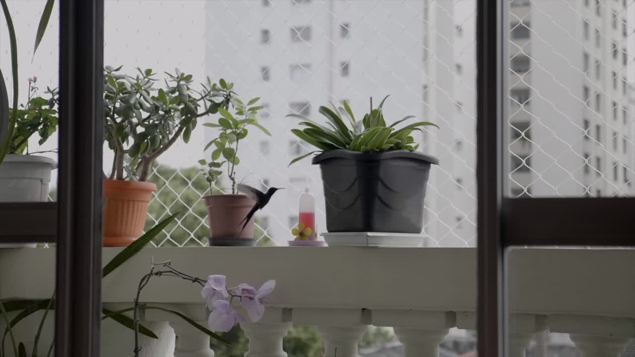 Plano general de un colibrí en la ventana del patio revoloteando para alimentarse de una botella de colores