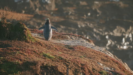 megadyptes antipodes de pie en el acantilado al amanecer en katiki point, nueva zelanda - ancho