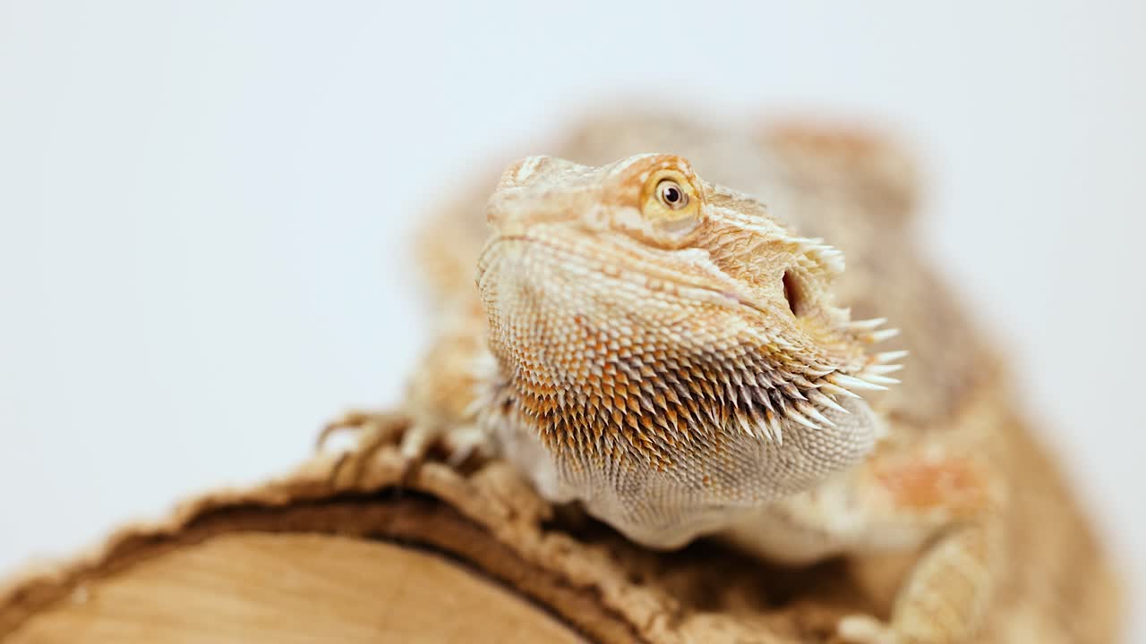 A bearded dragon lizard remains still, captured in a close-up with soft lighting and minimal camera movement