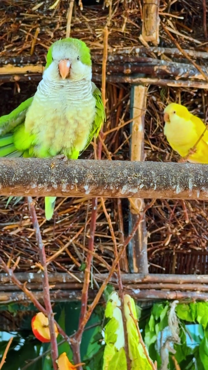 Pássaros num poleiro de jardim. Dois pássaros estão num poleiro de madeira perto de uma estrutura feita de galhos e folhas. Um pássaro é verde e o outro é amarelo.