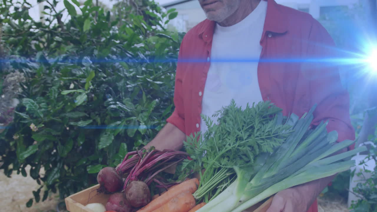 man harvesting vegetables in garden, with animated agricultural chart and lens flare overlay