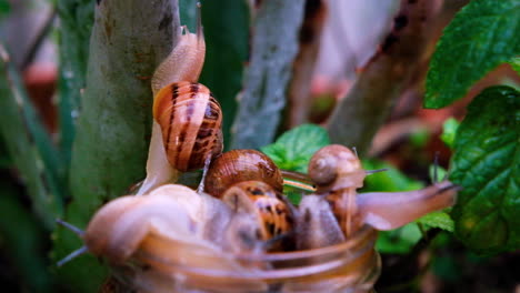 Close-up-detail-shot-of-land-snails-climbing-out-of-jar-onto-vegetation