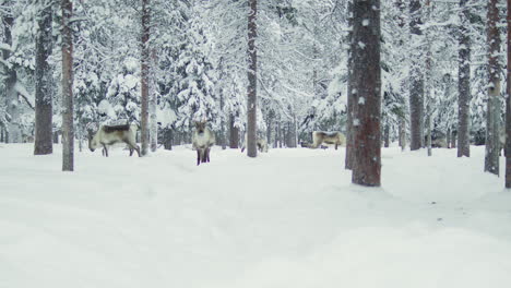 Rentierherde-Weidet-In-Einem-Verschneiten-Wald-In-Finnisch-Lappland