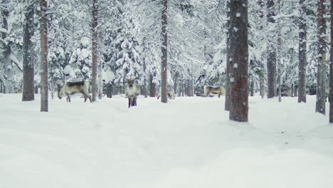 un rebaño de renos pastoreando en un bosque nevado en la laponia finlandesa