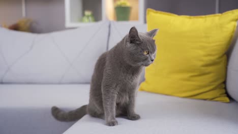 British-Shorthair-Paseando-En-El-Sofá-De-Casa.