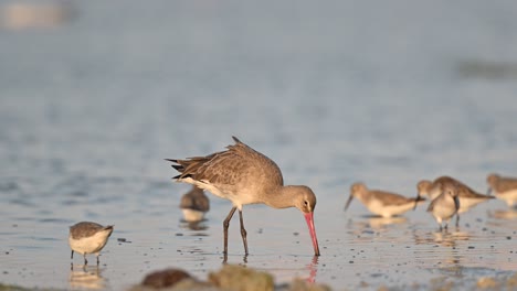 干潮時に泥だらけの沼地で食べ物を求めてさまよう神霊 - バーレーン