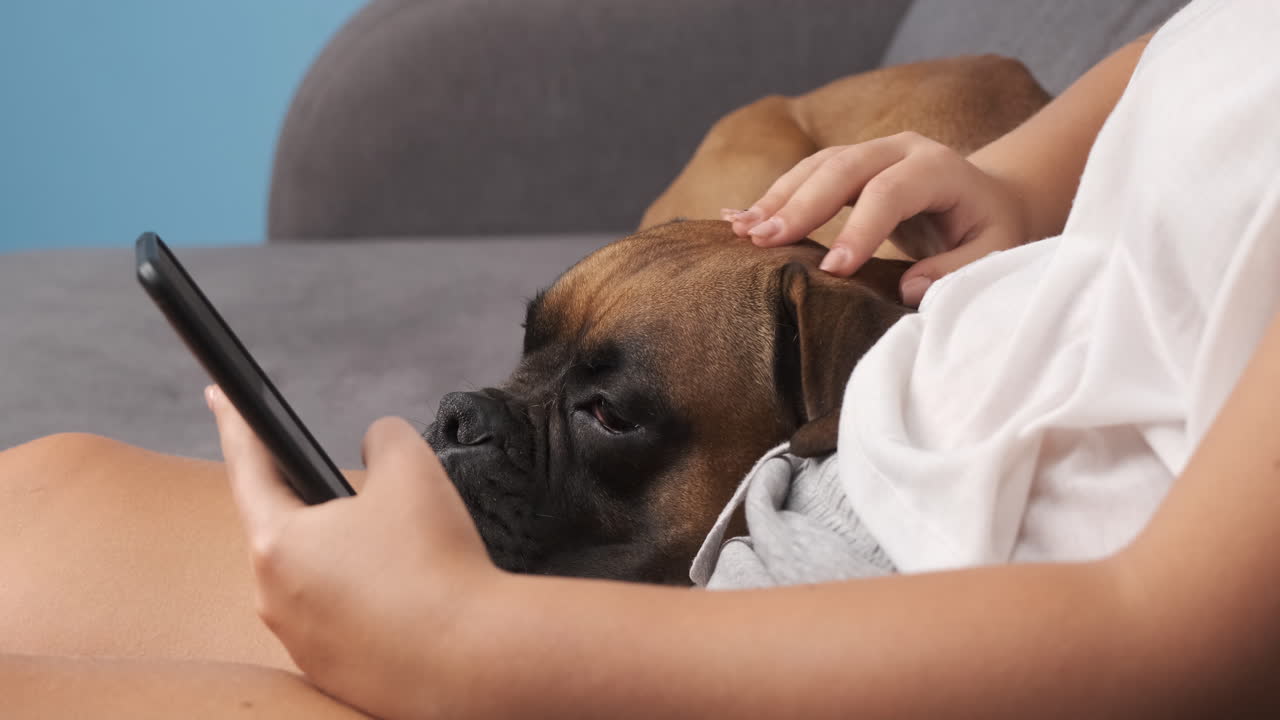 Woman petting her boxer dog on the couch while she using her cell phone