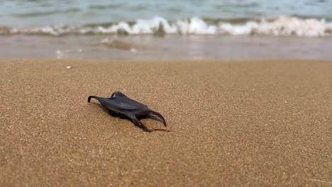 close-up of black shark egg case on sandy beach with waves breaking on shore