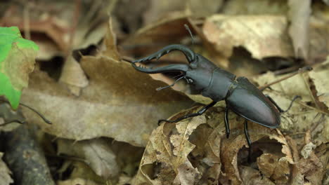 Japanese-Stag-Beetle-Crawl-in-a-Forest---Closeup