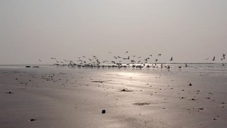 Tief-Erschossener-Vogelschwarm,-Der-Von-Einem-Strand-Abfliegt