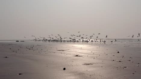 bandada de pájaros de tiro bajo despegando de una playa